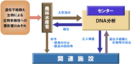 図　カルタヘナ法に基づく立入検査等の流れ